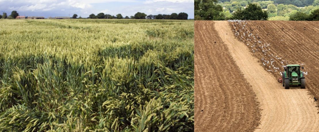 Cornfield and tractor ploughing stubble field