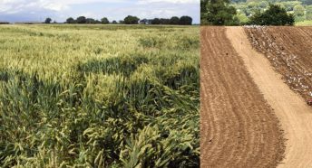 Cornfield and tractor ploughing stubble field