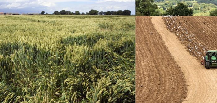 farmland image