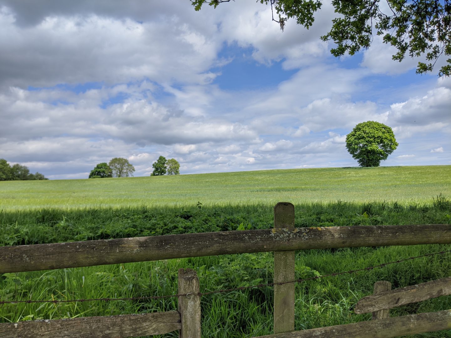 Image of Allesley Green green belt