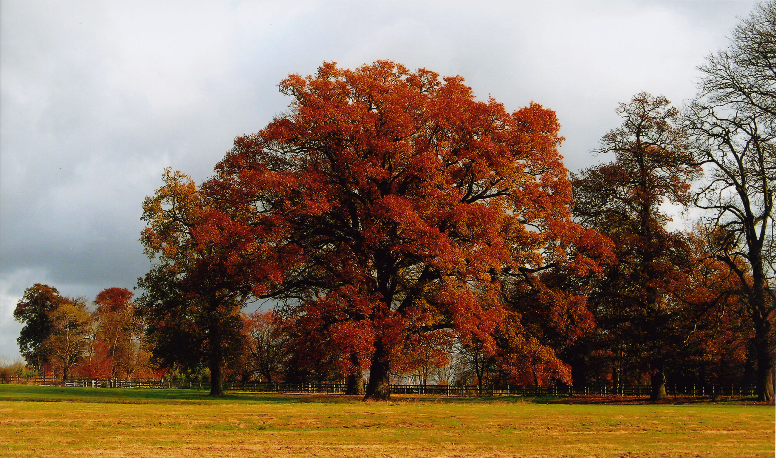 Autumn oak tree with red leaves